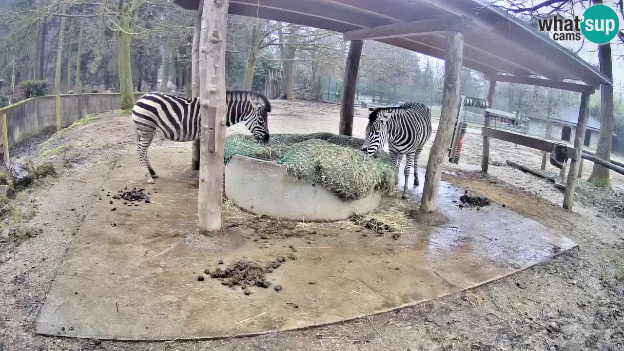 Live webcam Zebras in Ljubljana ZOO – Slovenia