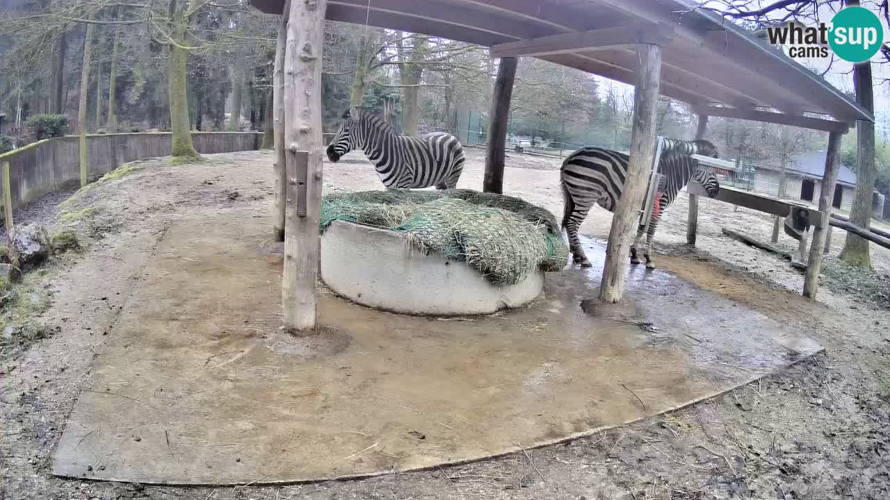 Le Zebre nello ZOO di Ljubljana – Slovenia Live webcam