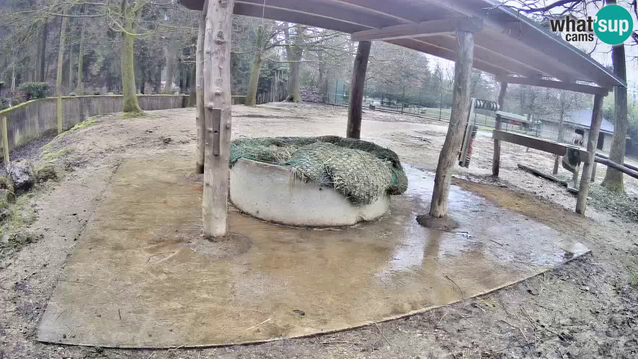 Live webcam Zebras in Ljubljana ZOO – Slovenia