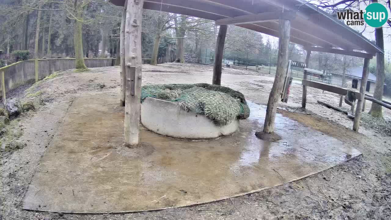 Live webcam Zebras in Ljubljana ZOO – Slovenia