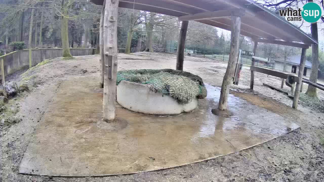 Live webcam Zebras in Ljubljana ZOO – Slovenia