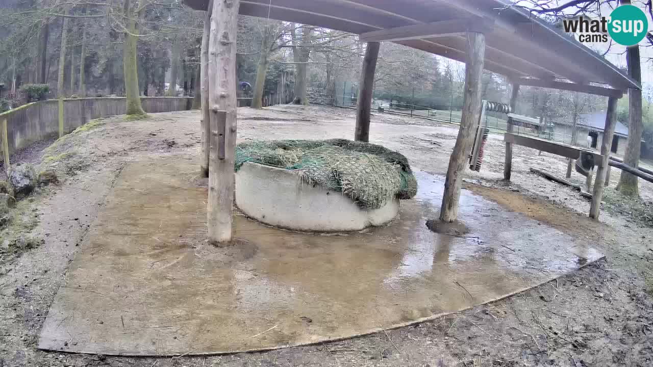 Live webcam Zebras in Ljubljana ZOO – Slovenia