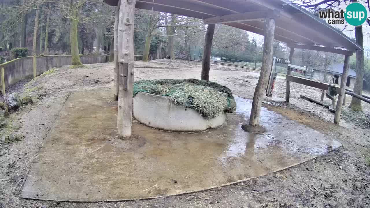 Live Webcam Zebras in Ljubljana ZOO – Slowenien