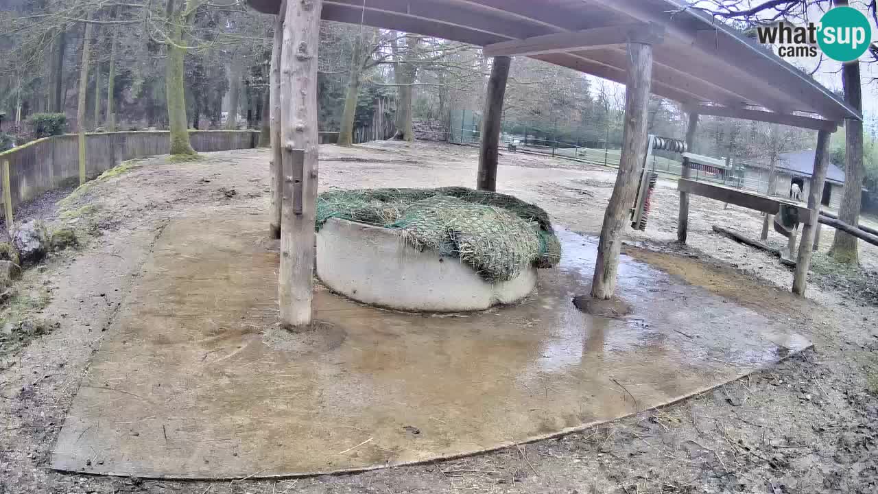 Live Webcam Zebras in Ljubljana ZOO – Slowenien