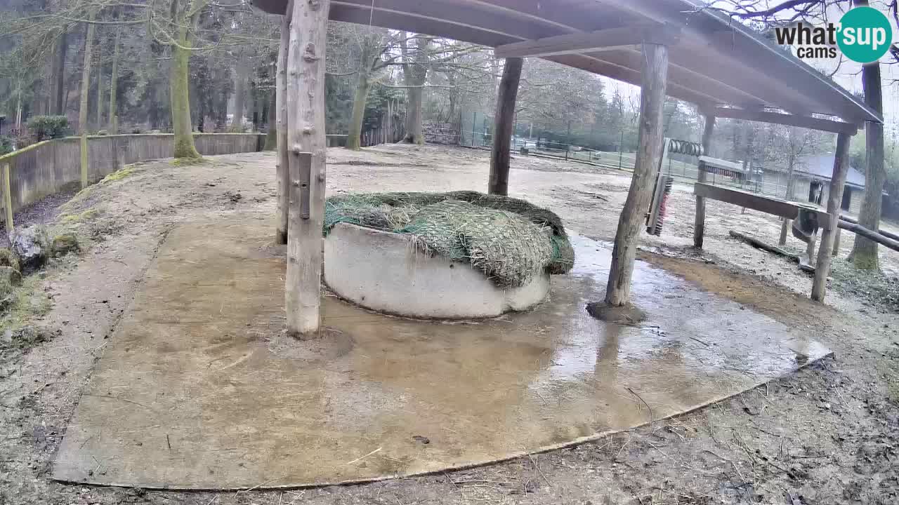 Live Webcam Zebras in Ljubljana ZOO – Slowenien