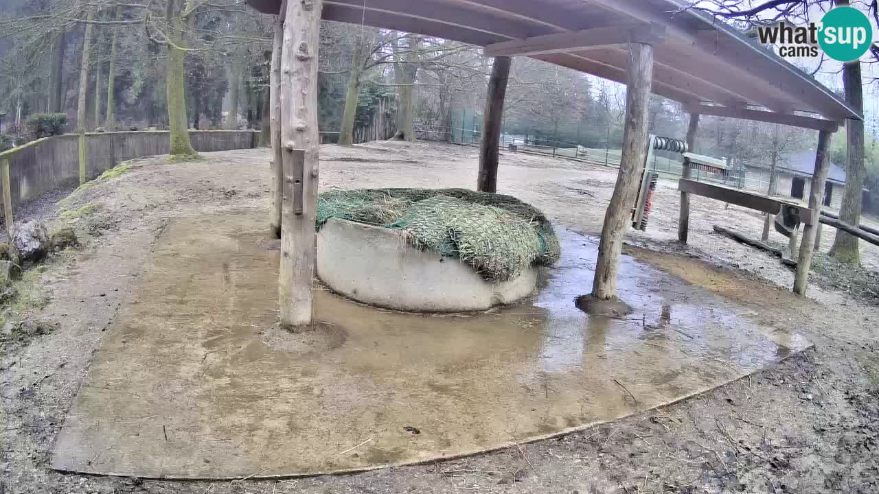 Live webcam Zebras in Ljubljana ZOO – Slovenia