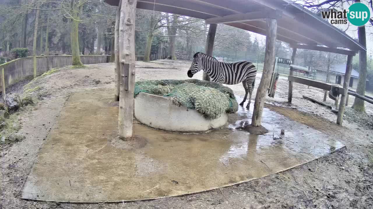 Zebre v živo v živalskem vrtu Ljubljana ZOO spletne kamere