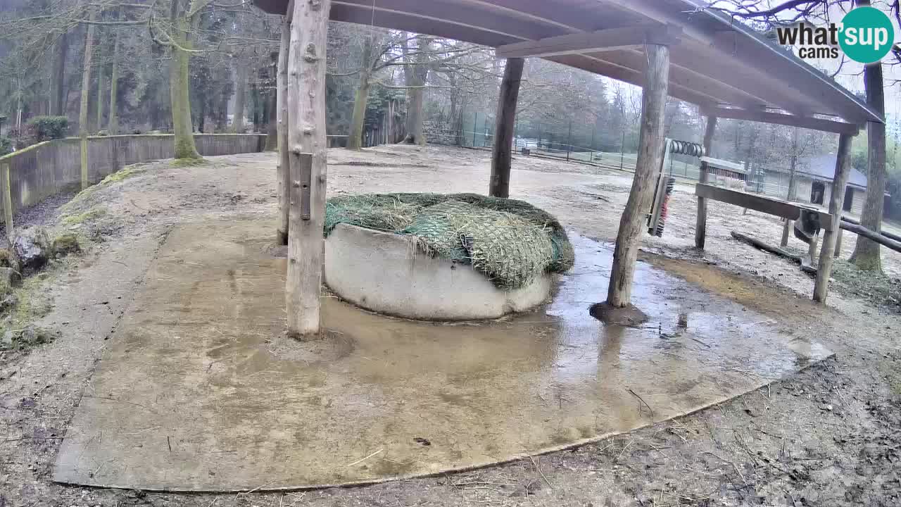 Live webcam Zebras in Ljubljana ZOO – Slovenia