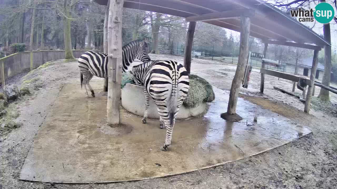 Live webcam Zebras in Ljubljana ZOO – Slovenia