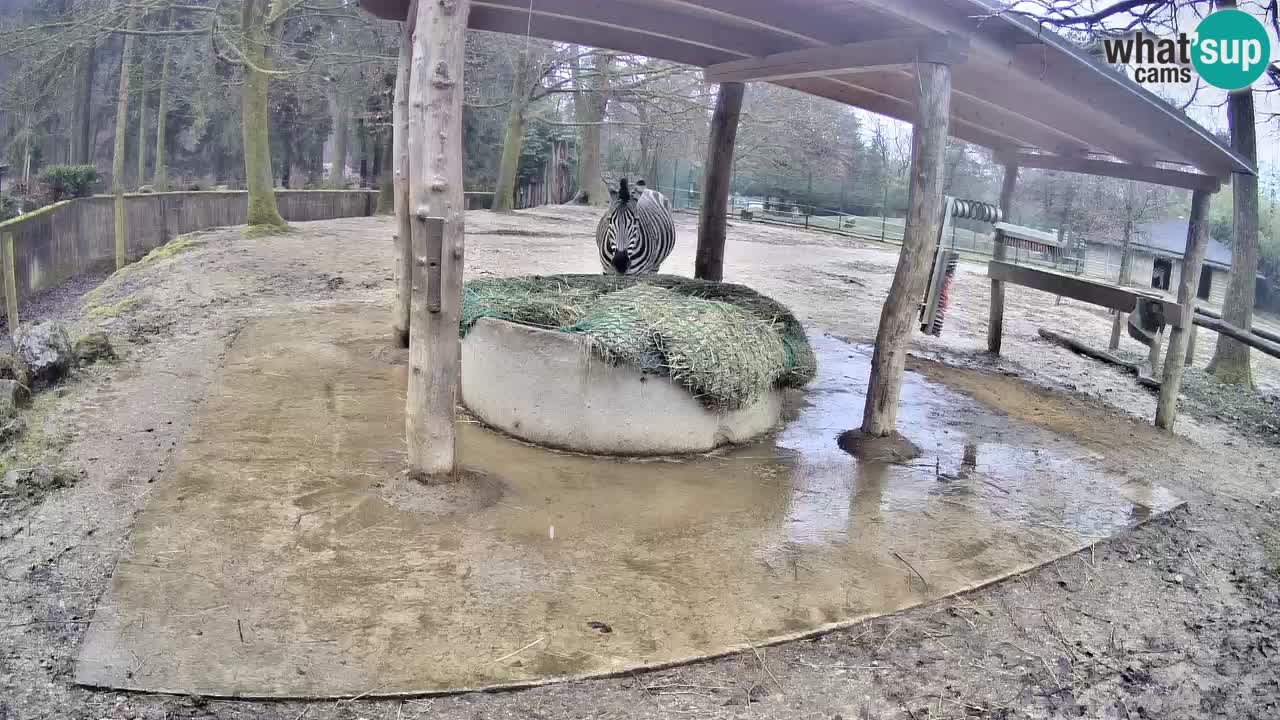 Live webcam Les zèbres in Ljubljana ZOO – Slovénie