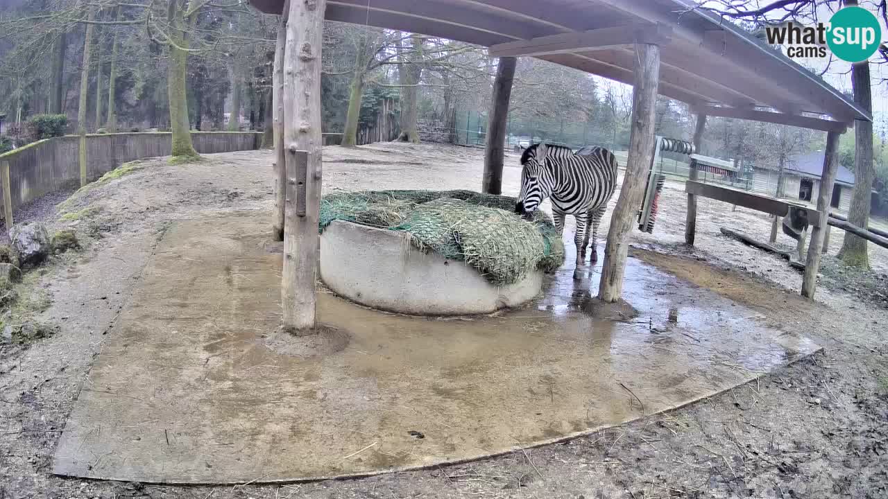 Camera en vivo Cebras in Ljubljana ZOO – Eslovenia