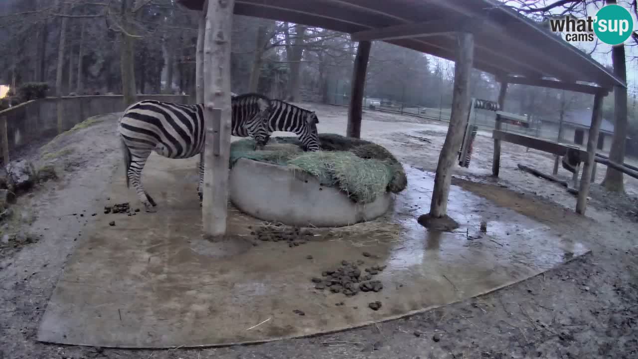 Live webcam Zebras in Ljubljana ZOO – Slovenia