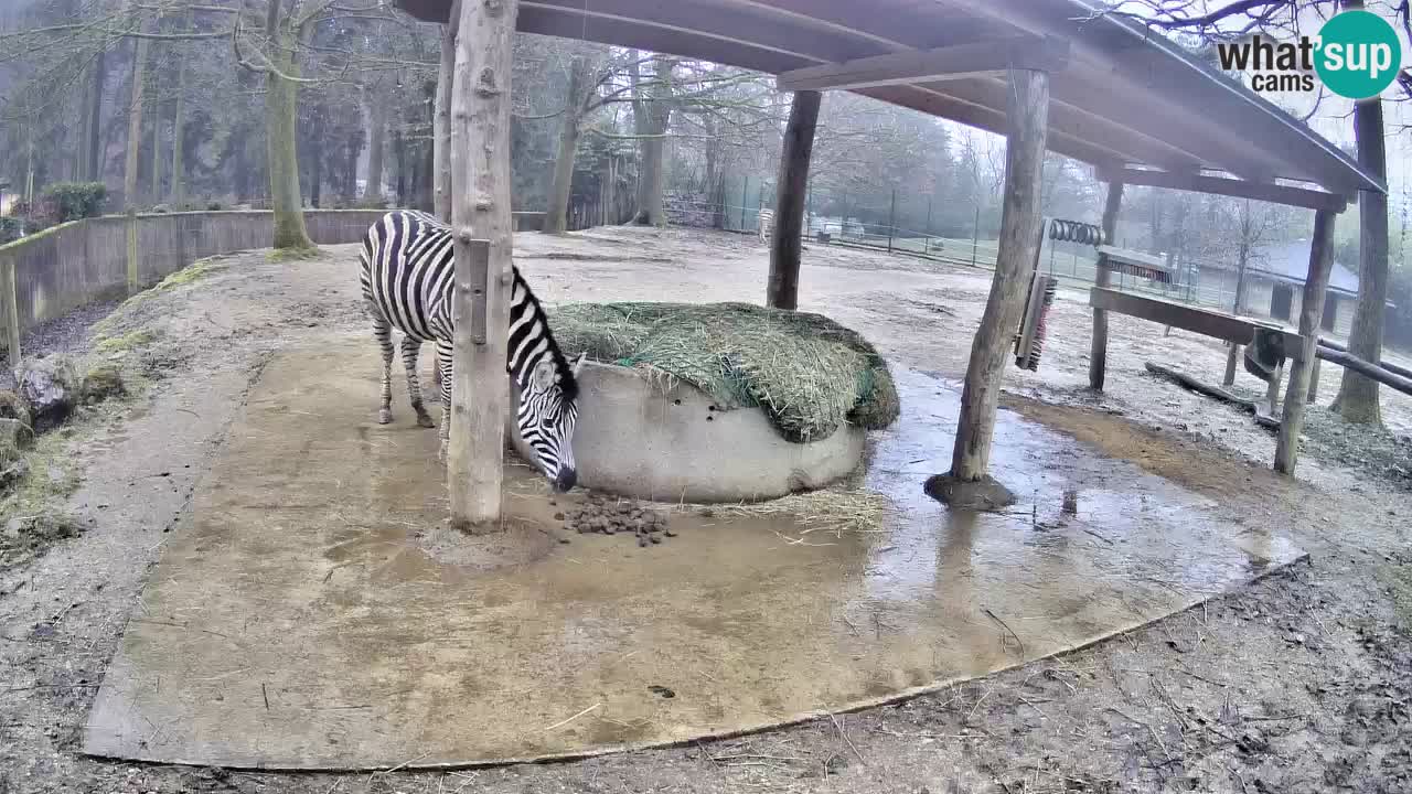 Live Webcam Zebras in Ljubljana ZOO – Slowenien