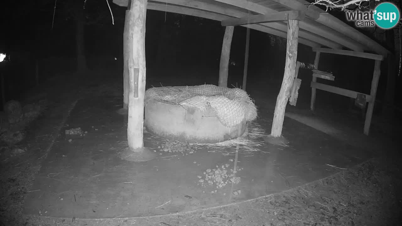 Camera en vivo Cebras in Ljubljana ZOO – Eslovenia