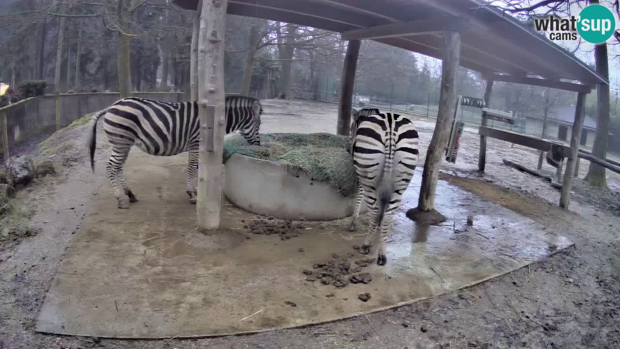 Live webcam Zebras in Ljubljana ZOO – Slovenia