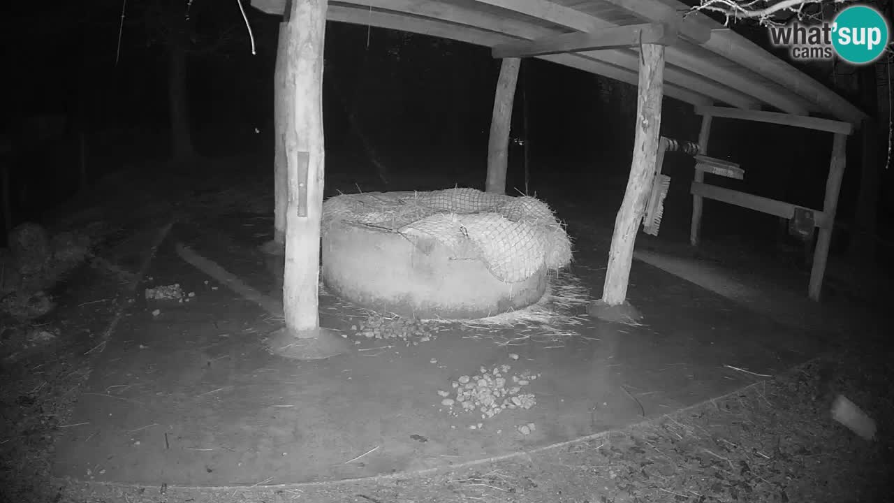 Web kamera uživo Zebras u ZOO Ljubljana – Slovenija