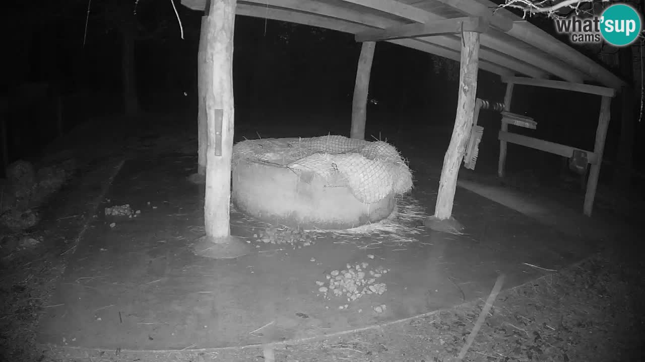 Camera en vivo Cebras in Ljubljana ZOO – Eslovenia