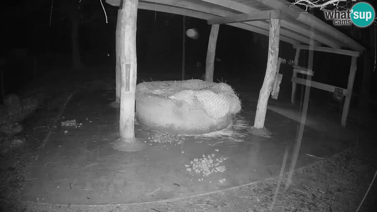 Web kamera uživo Zebras u ZOO Ljubljana – Slovenija