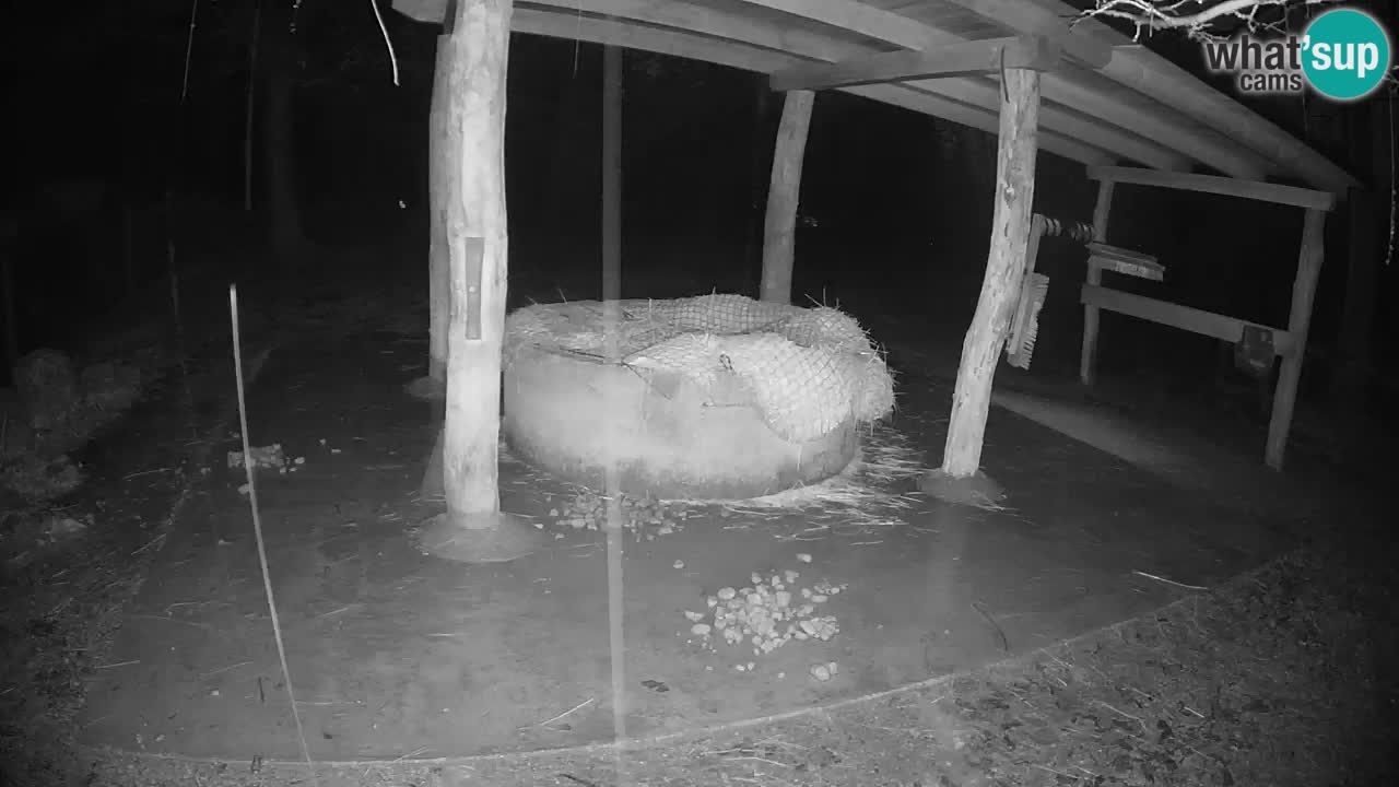 Camera en vivo Cebras in Ljubljana ZOO – Eslovenia