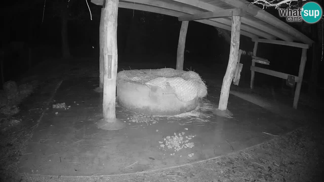 Live Webcam Zebras in Ljubljana ZOO – Slowenien