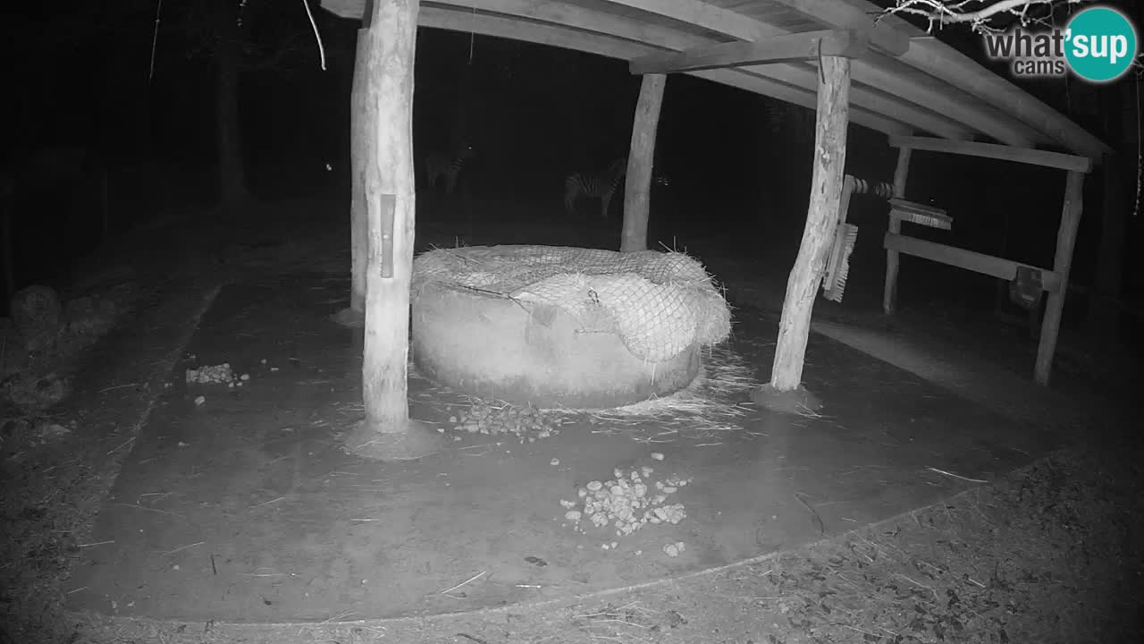 Web kamera uživo Zebras u ZOO Ljubljana – Slovenija