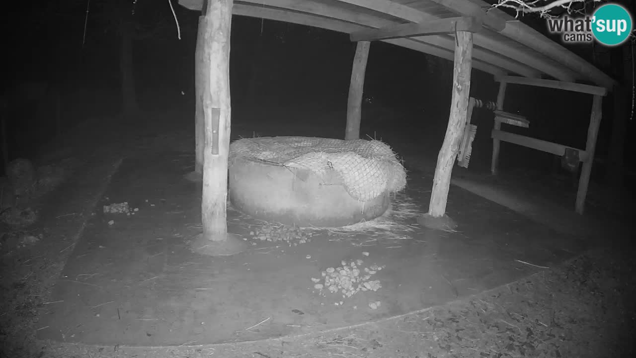 Web kamera uživo Zebras u ZOO Ljubljana – Slovenija