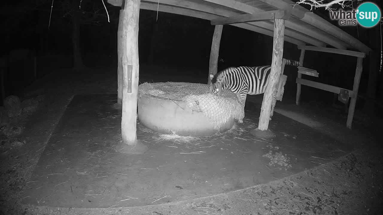 Web kamera uživo Zebras u ZOO Ljubljana – Slovenija