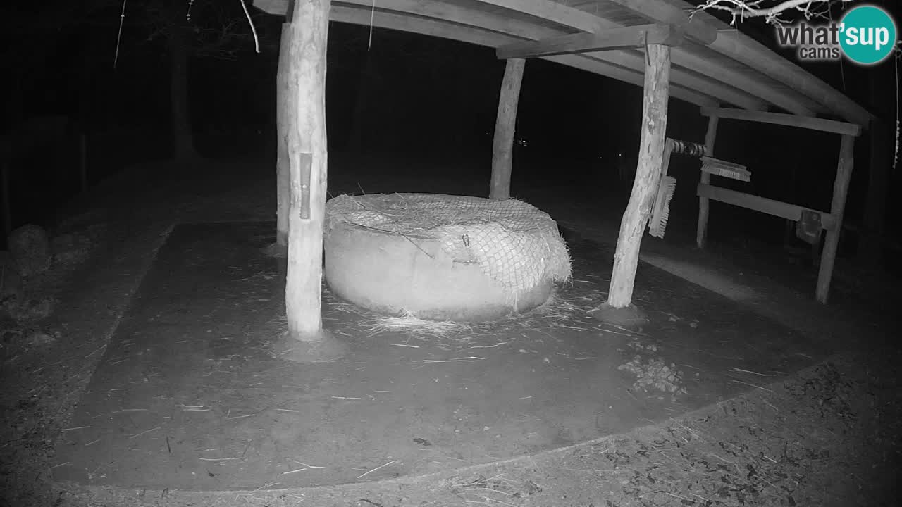 Live webcam Zebras in Ljubljana ZOO – Slovenia