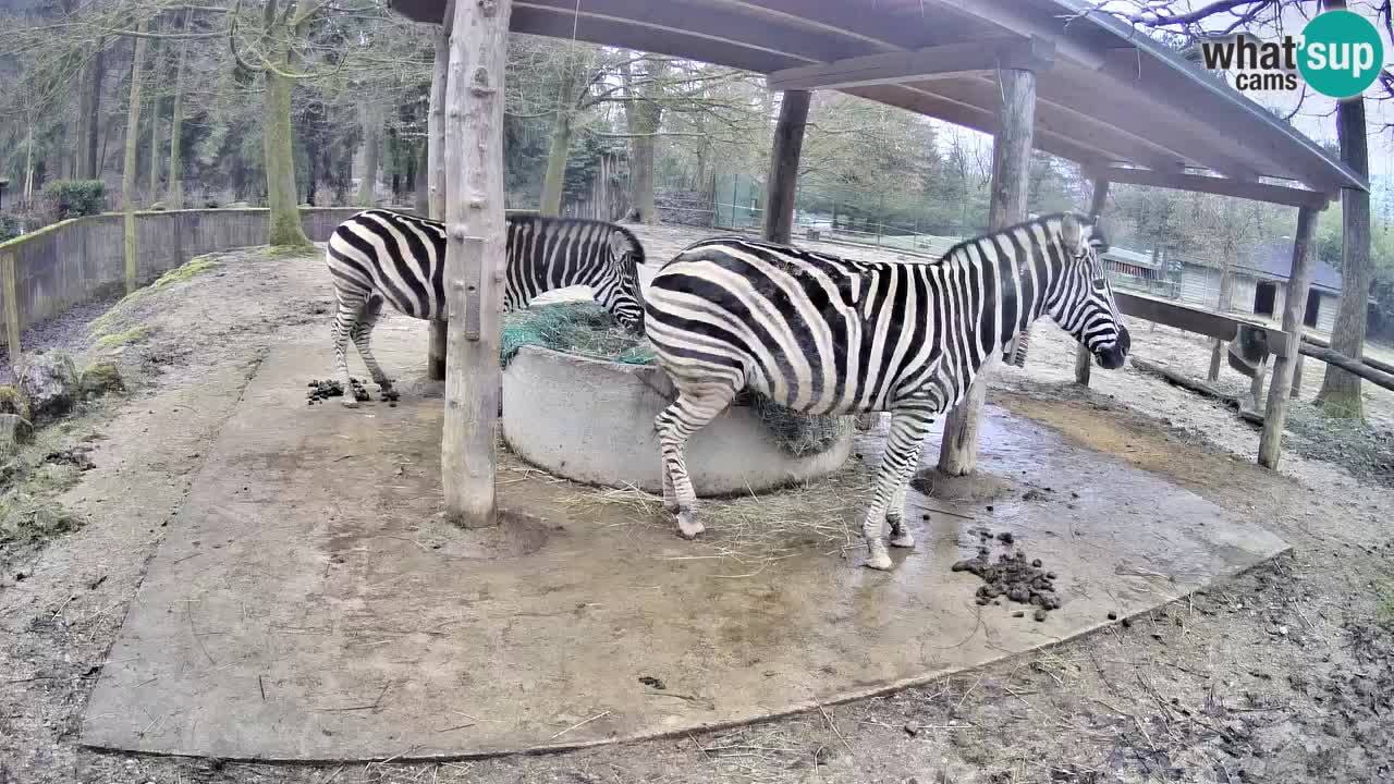 Live webcam Zebras in Ljubljana ZOO – Slovenia