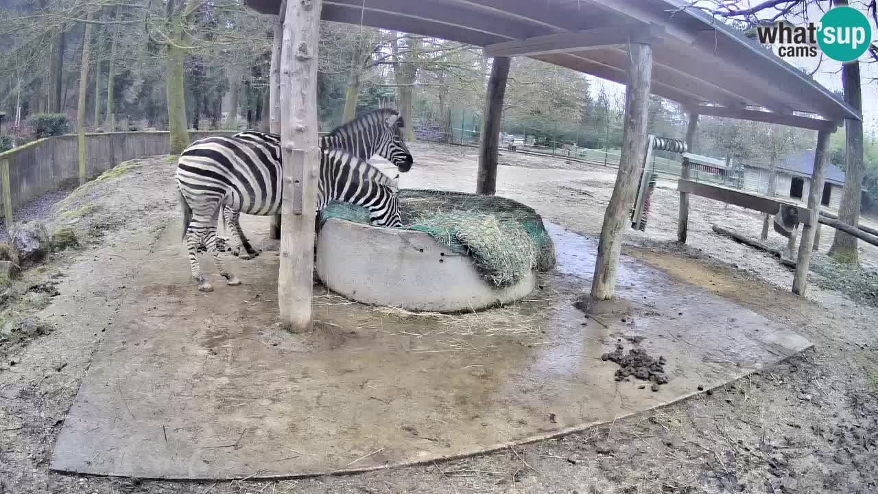 Live Webcam Zebras in Ljubljana ZOO – Slowenien