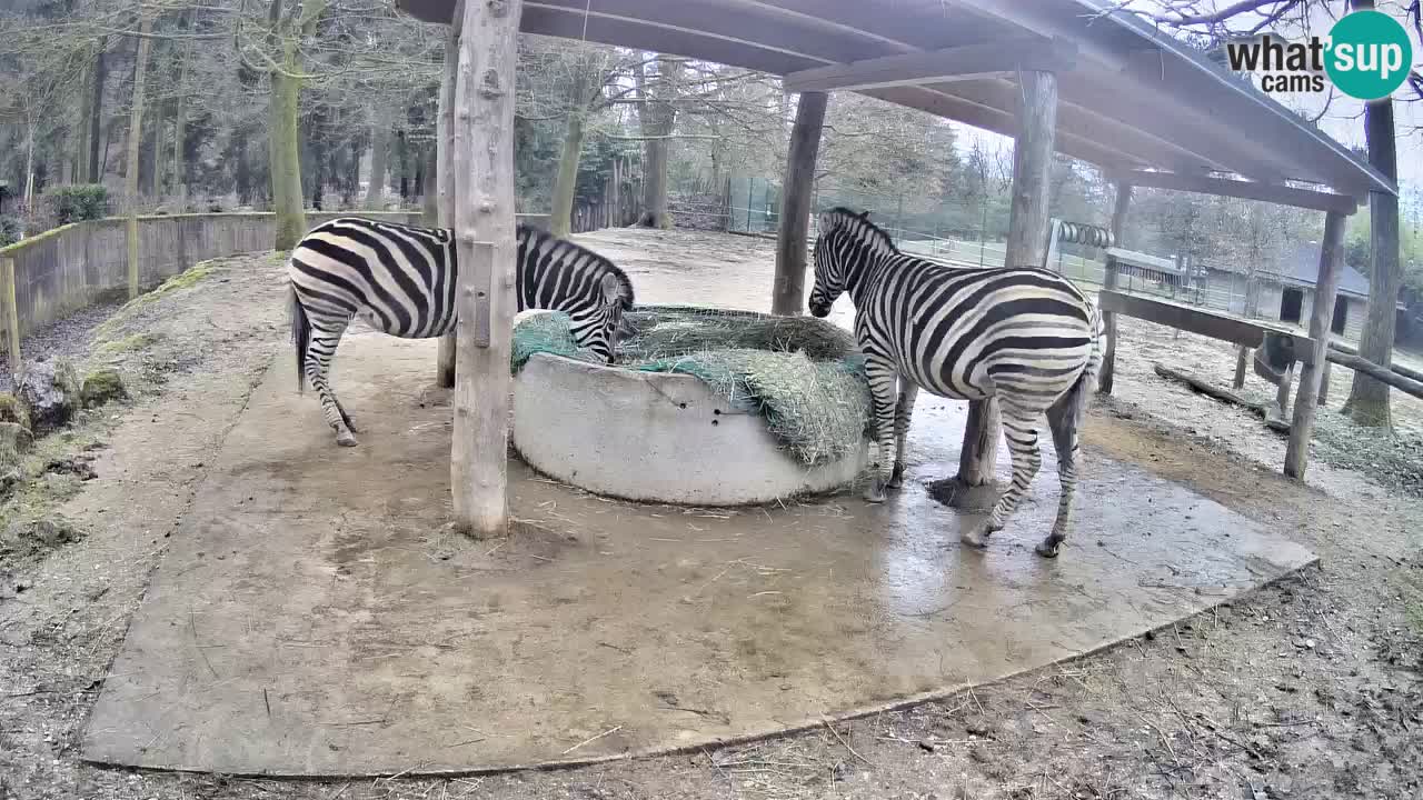 Camera en vivo Cebras in Ljubljana ZOO – Eslovenia