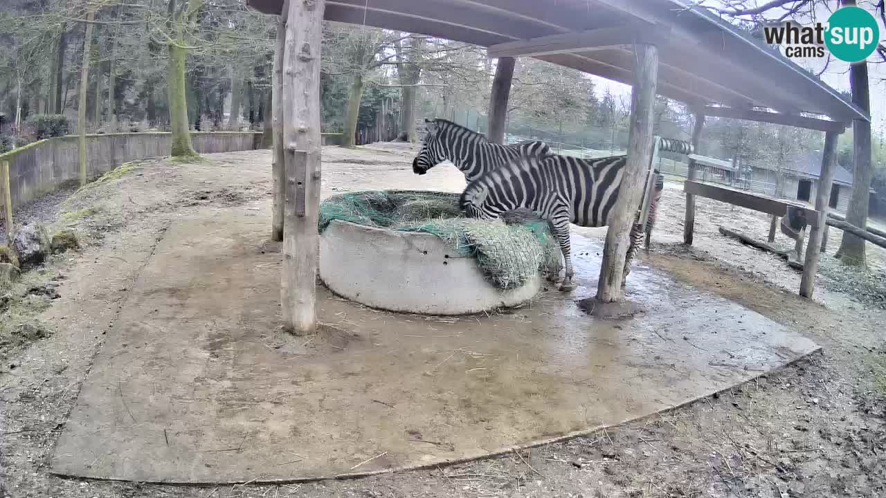 Live webcam Les zèbres in Ljubljana ZOO – Slovénie