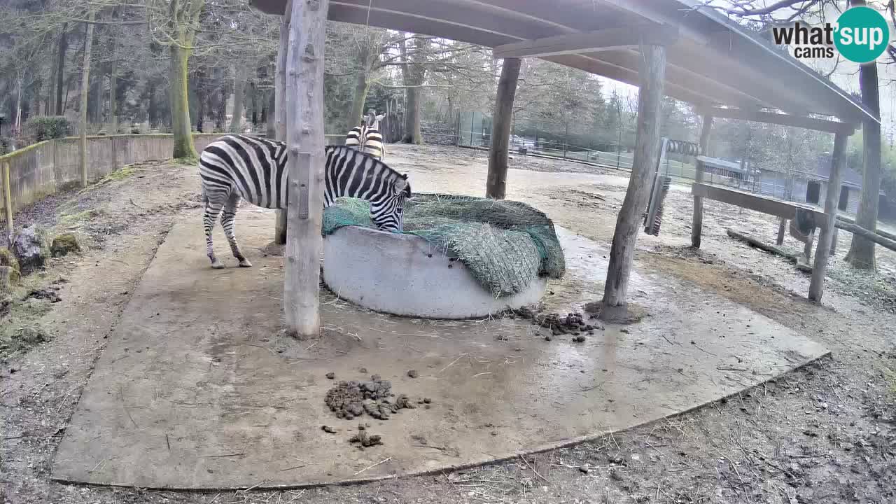 Camera en vivo Cebras in Ljubljana ZOO – Eslovenia