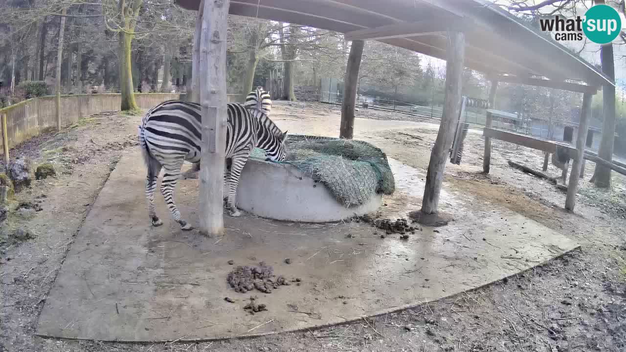 Web kamera uživo Zebras u ZOO Ljubljana – Slovenija
