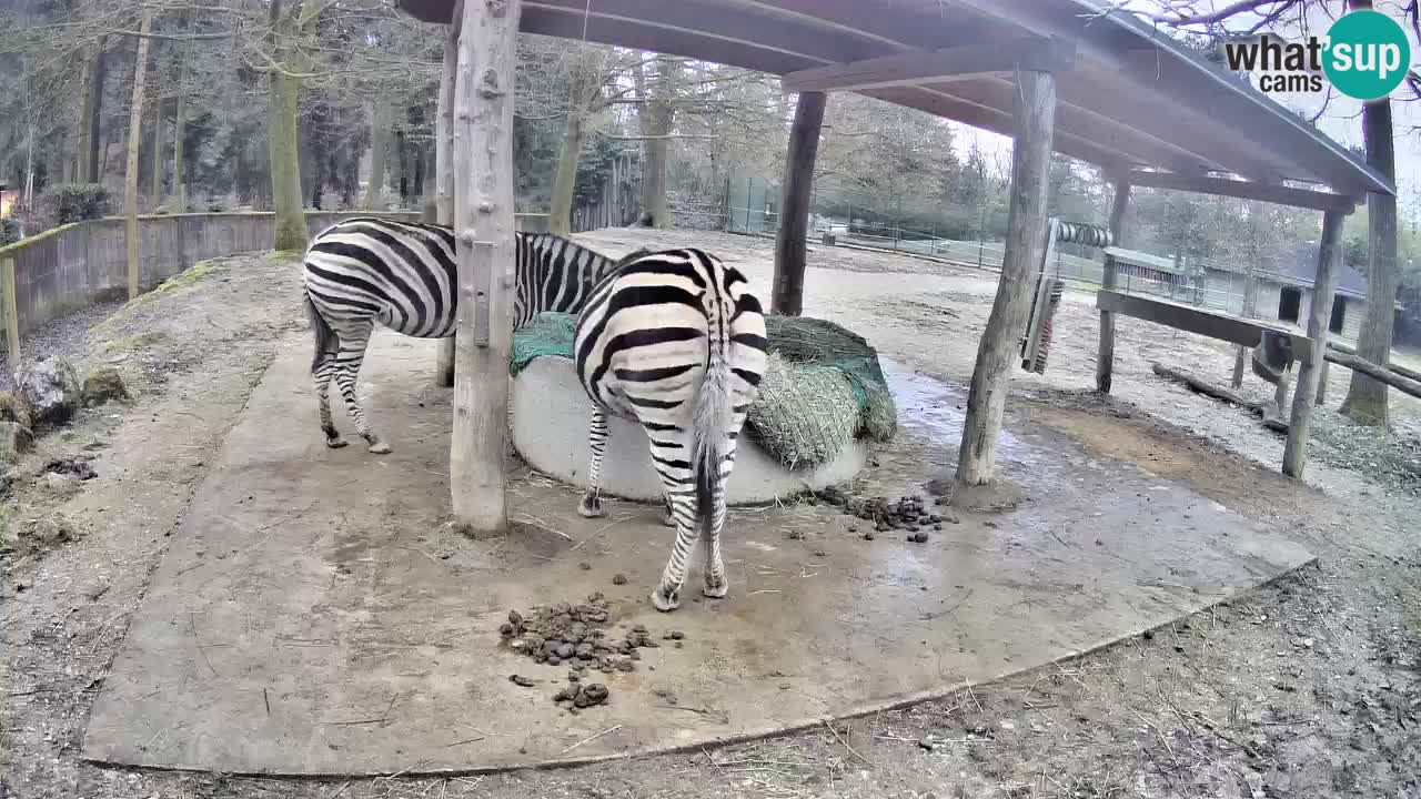 Le Zebre nello ZOO di Ljubljana – Slovenia Live webcam