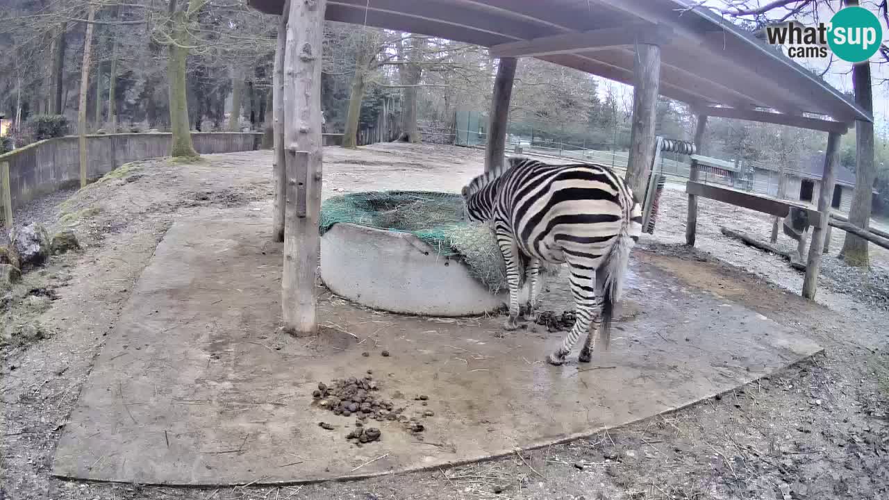 Web kamera uživo Zebras u ZOO Ljubljana – Slovenija