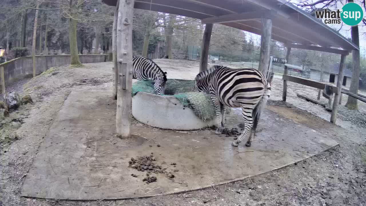 Live Webcam Zebras in Ljubljana ZOO – Slowenien
