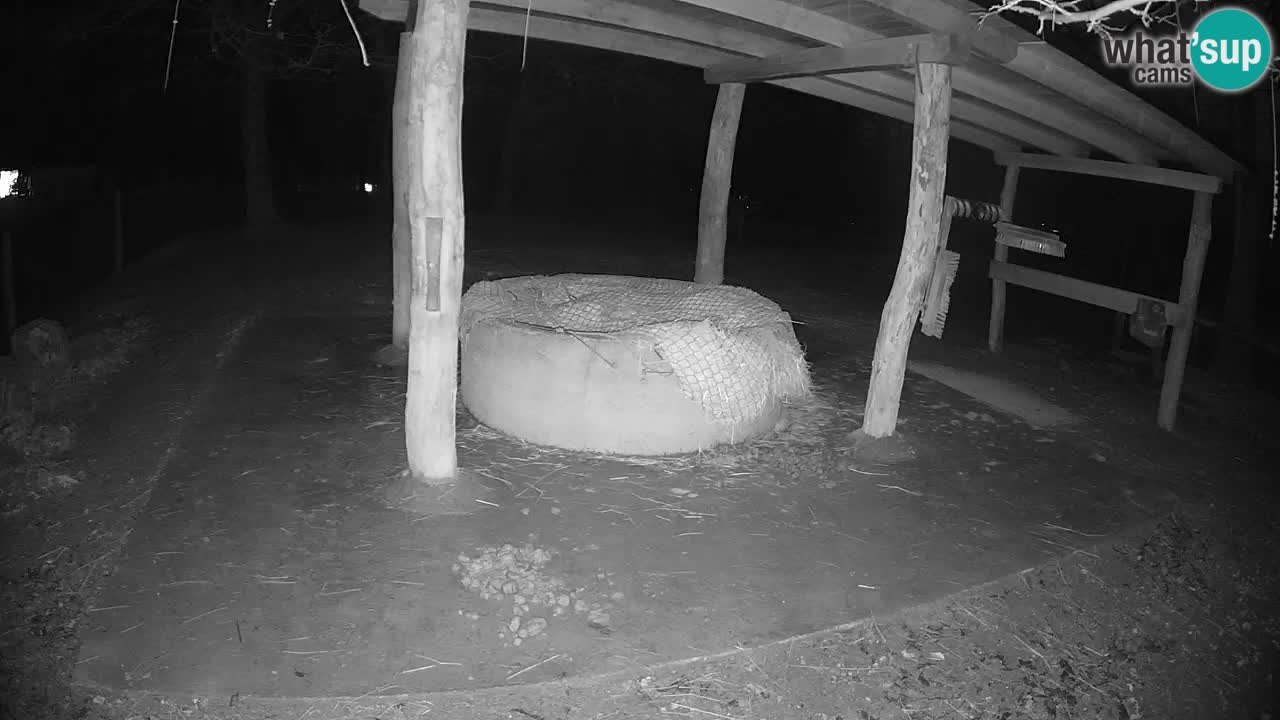 Live Webcam Zebras in Ljubljana ZOO – Slowenien