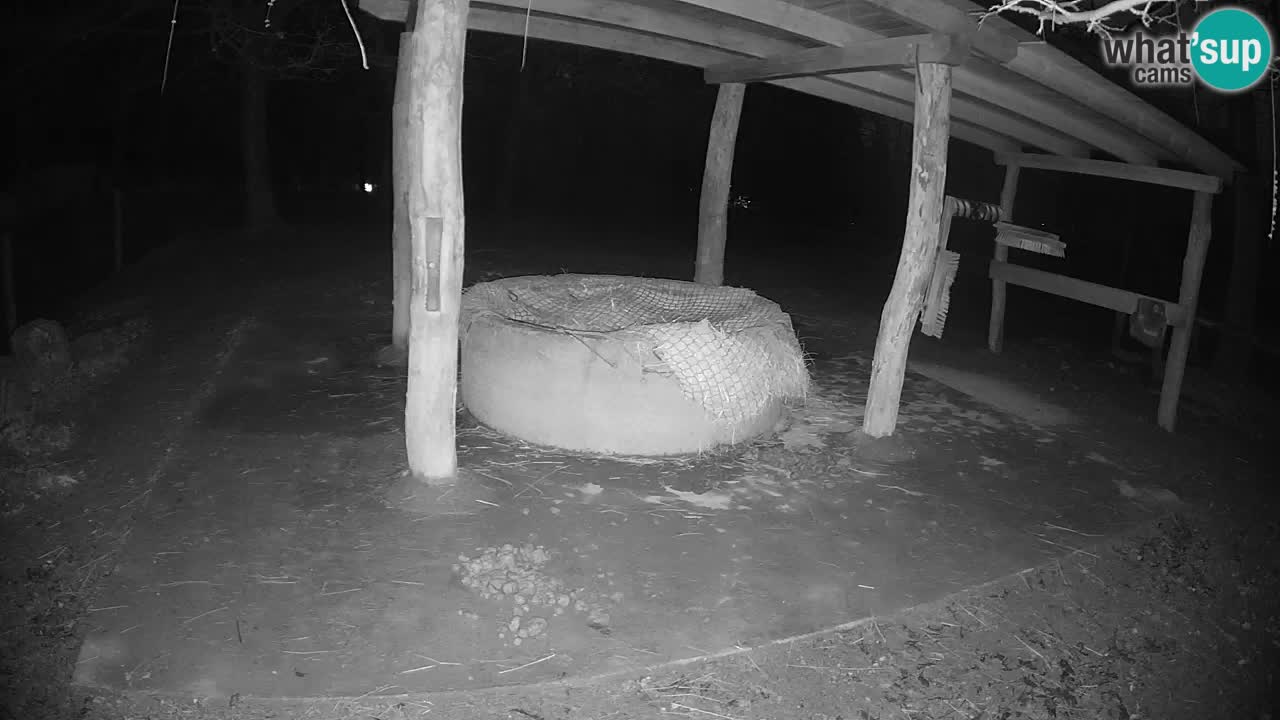 Live webcam Zebras in Ljubljana ZOO – Slovenia