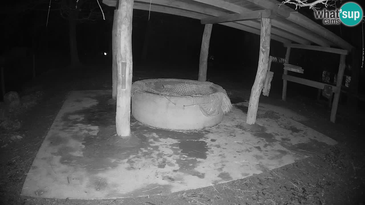 Le Zebre nello ZOO di Ljubljana – Slovenia Live webcam