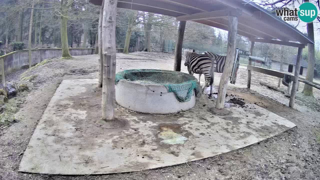 Le Zebre nello ZOO di Ljubljana – Slovenia Live webcam