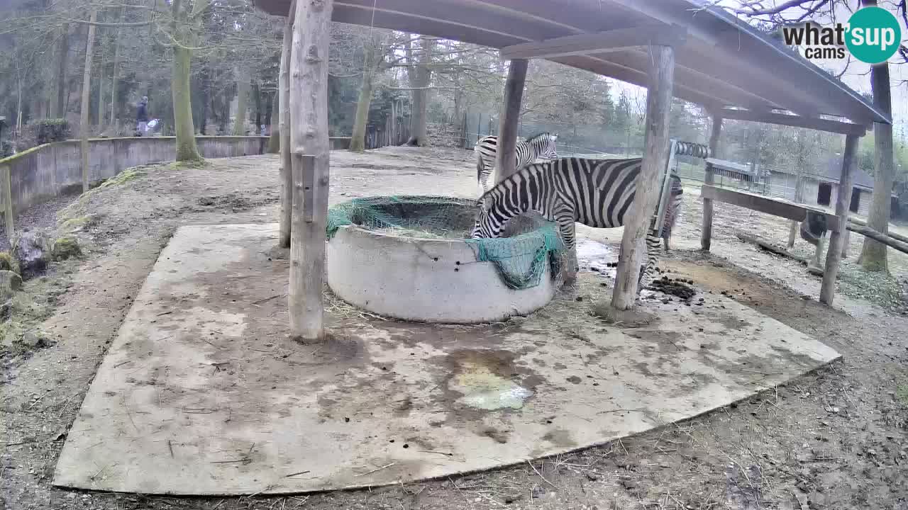 Live webcam Les zèbres in Ljubljana ZOO – Slovénie
