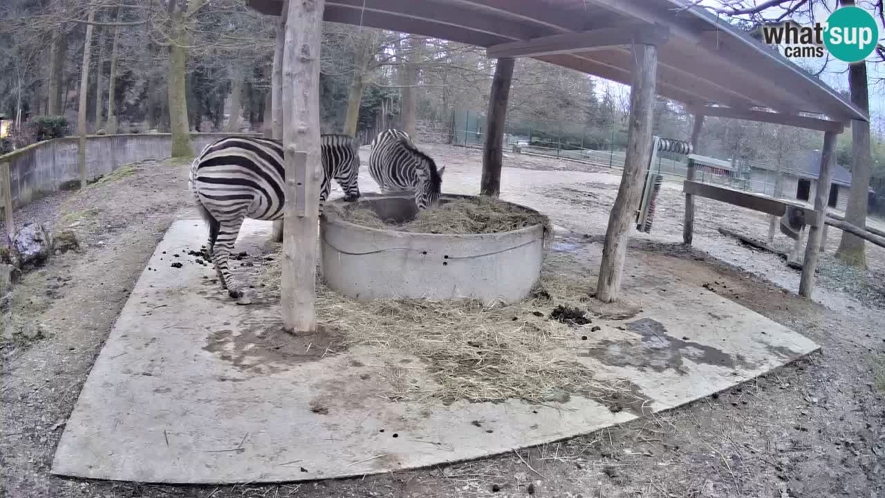 Le Zebre nello ZOO di Ljubljana – Slovenia Live webcam