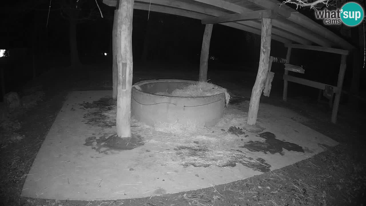 Live webcam Zebras in Ljubljana ZOO – Slovenia