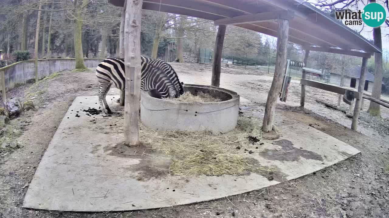 Live webcam Les zèbres in Ljubljana ZOO – Slovénie