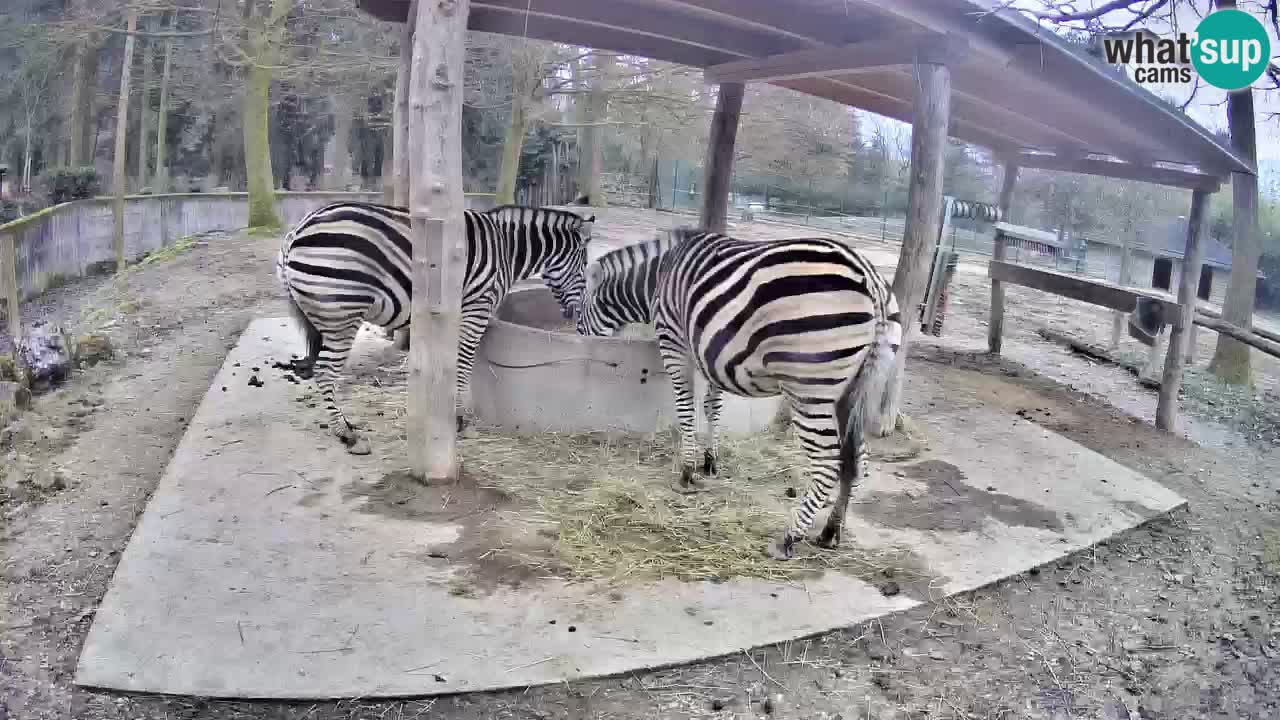 Live webcam Les zèbres in Ljubljana ZOO – Slovénie