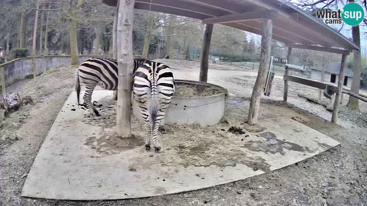 Le Zebre nello ZOO di Ljubljana – Slovenia Live webcam
