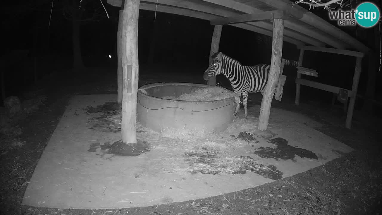 Live webcam Zebras in Ljubljana ZOO – Slovenia