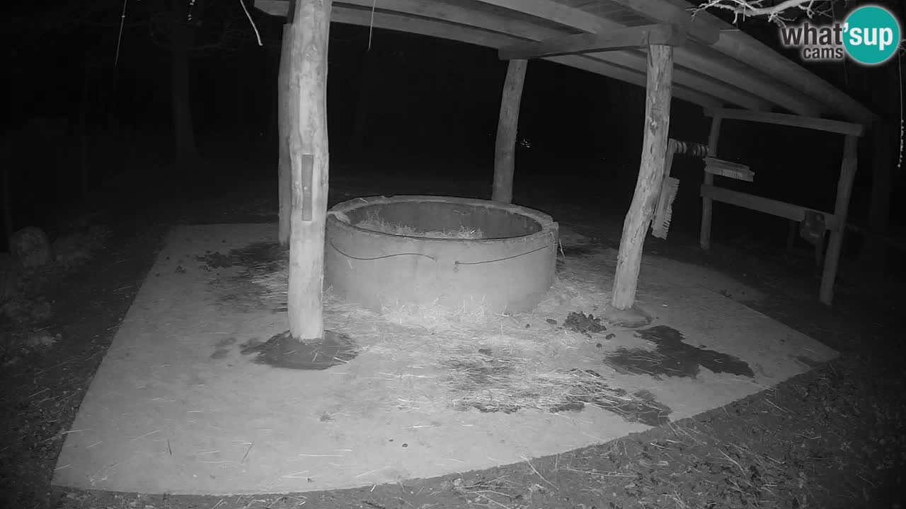 Le Zebre nello ZOO di Ljubljana – Slovenia Live webcam