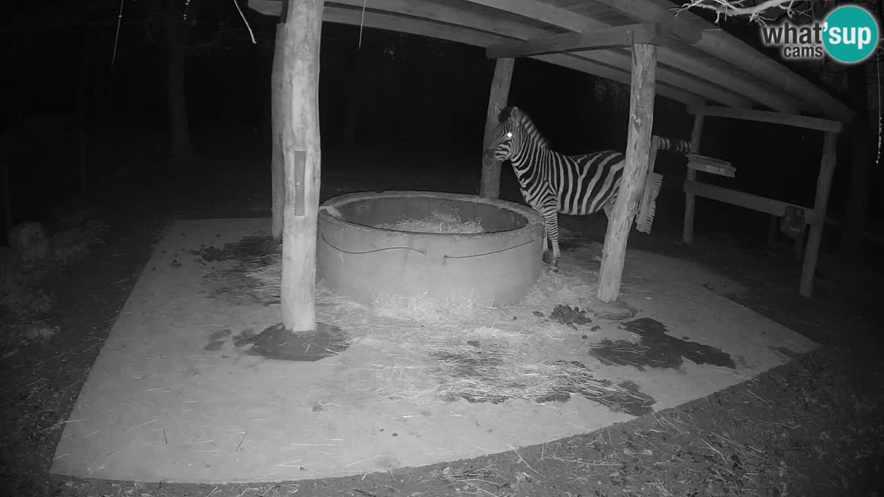 Live webcam Zebras in Ljubljana ZOO – Slovenia